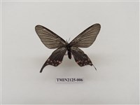 藏品(雙排鳳蛾)的圖片